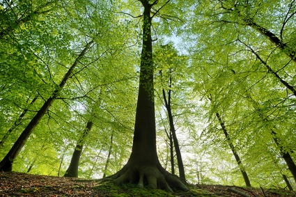 Buchenbaum für Massivholzmöbel