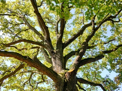 Eichenbaum für Massivholzmöbel